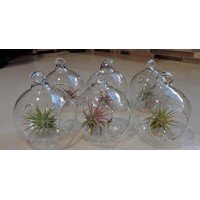 6 Pack Mini 2" Glass Plant Orb/Terrariums with Air Plants by, 6 pk 2 Glass Orbs with Air Plants by CTS Air Plants By CTS Air Plants   